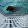 hundeschwimmen_8